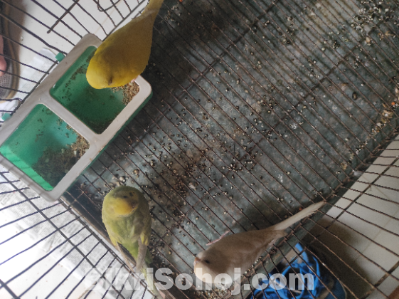 Budgerigar